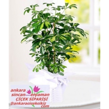 Sincan Çiçek Siparişi ( Ankara Sincan ) Yeni İş Kutlama Çiçekleri